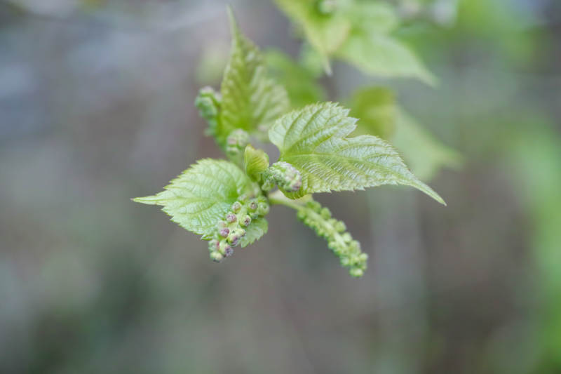 嫩叶初生 生机盎然图片