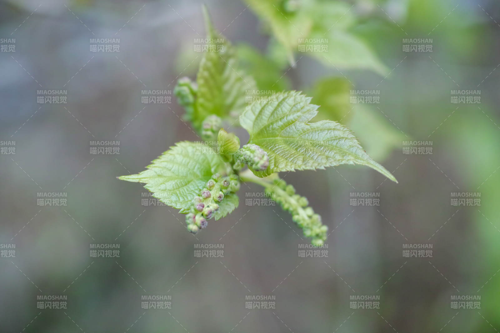 嫩叶初生 生机盎然图片