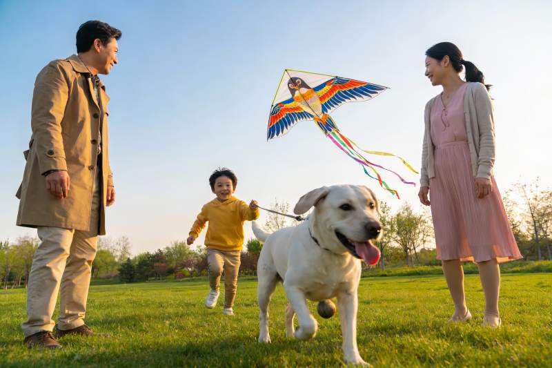 家庭草地上放风筝与宠物狗图片