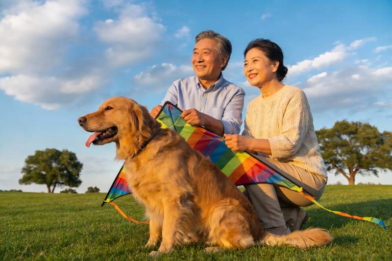 老夫妇与金毛犬放风筝图片