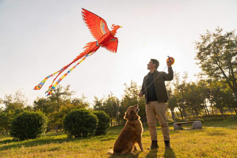 男子与金毛犬放飞凤凰风筝图片