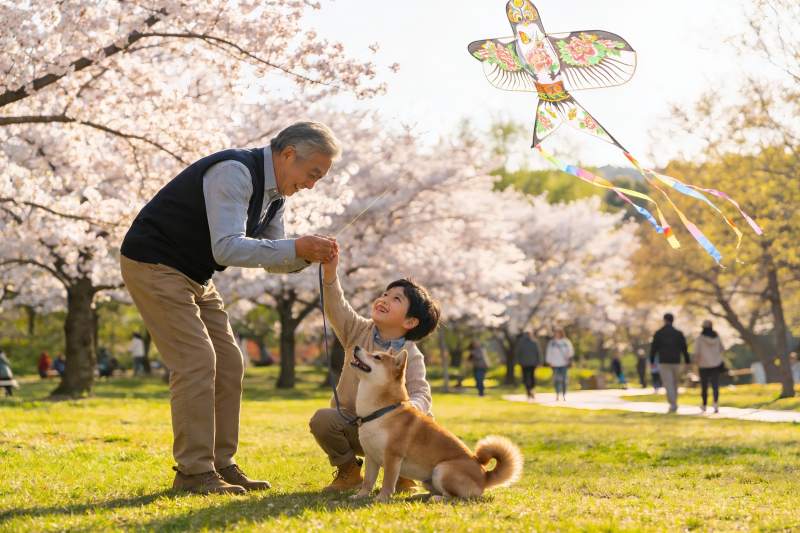 祖孙放风筝赏樱花图片