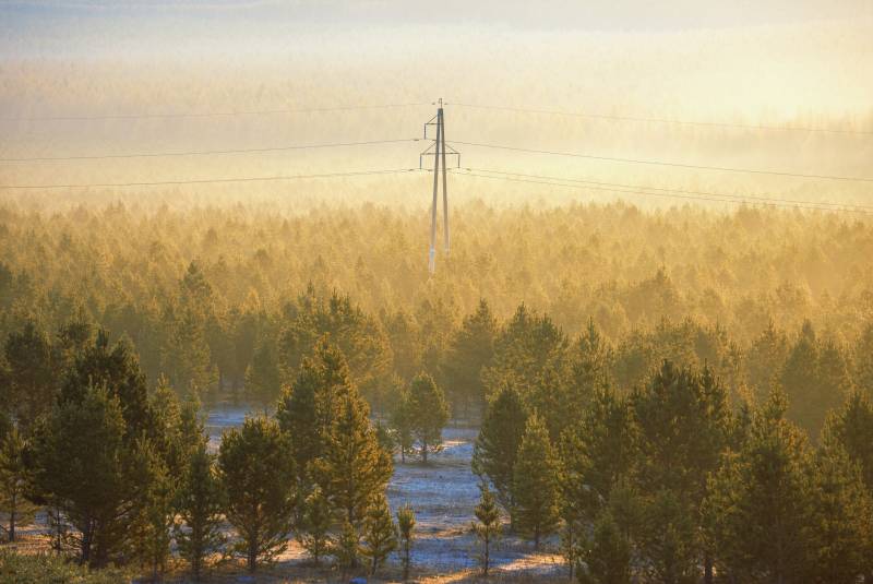 晨雾森林电塔图片