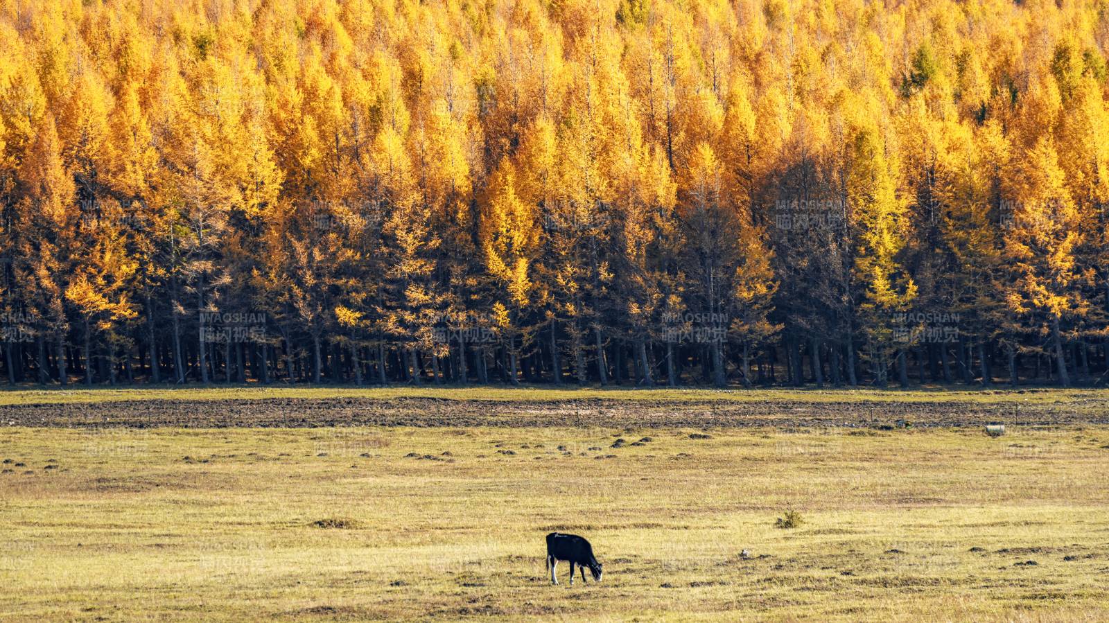 秋林牧马图图片