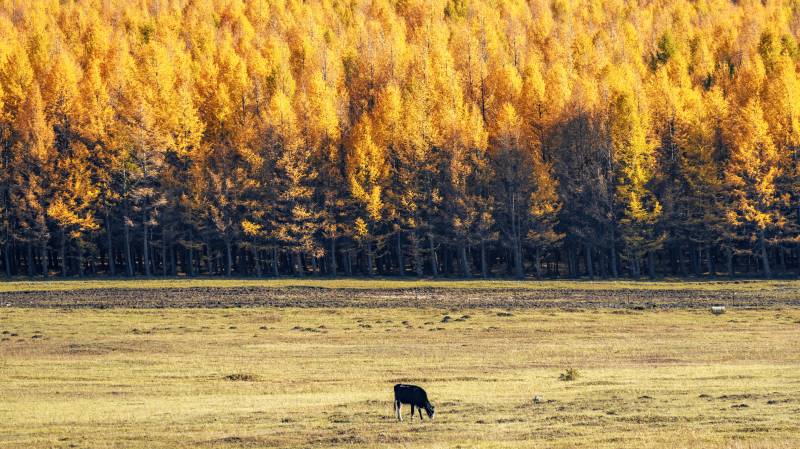秋林牧马图图片