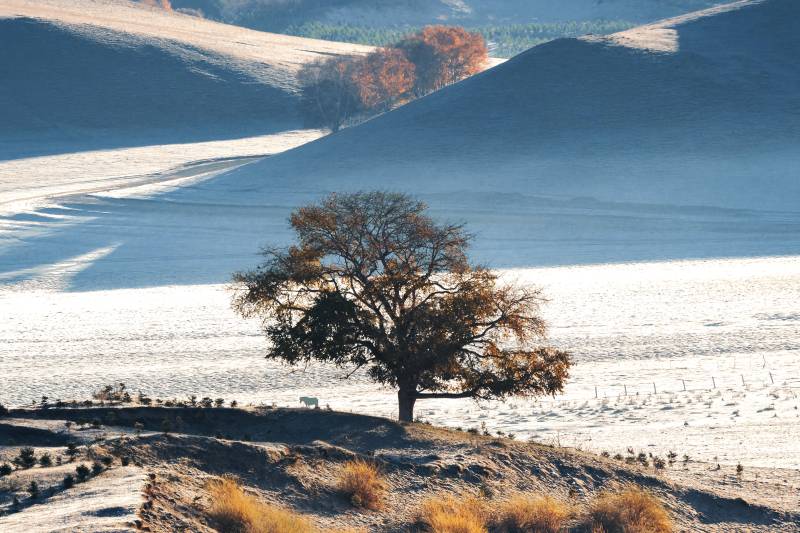 孤树映雪原图片