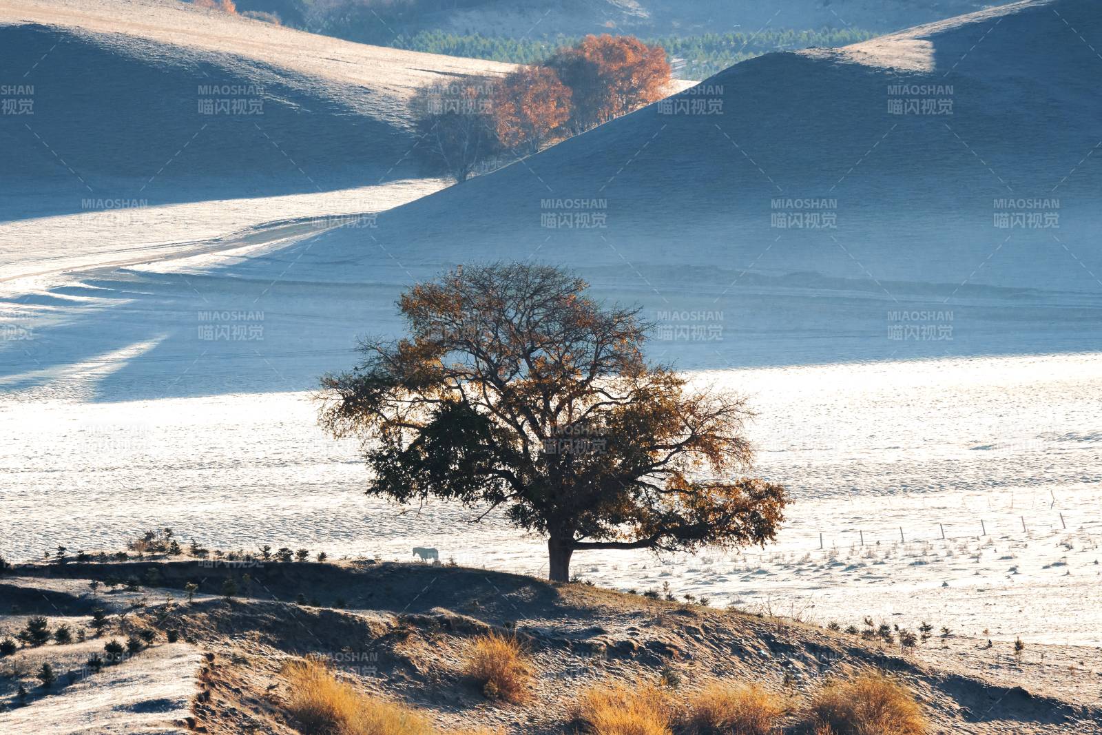 孤树映雪原图片