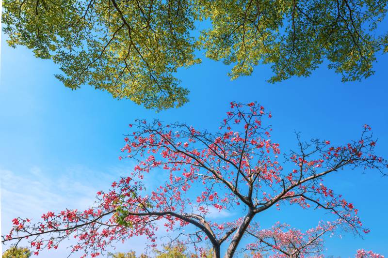 花开满枝春意浓图片