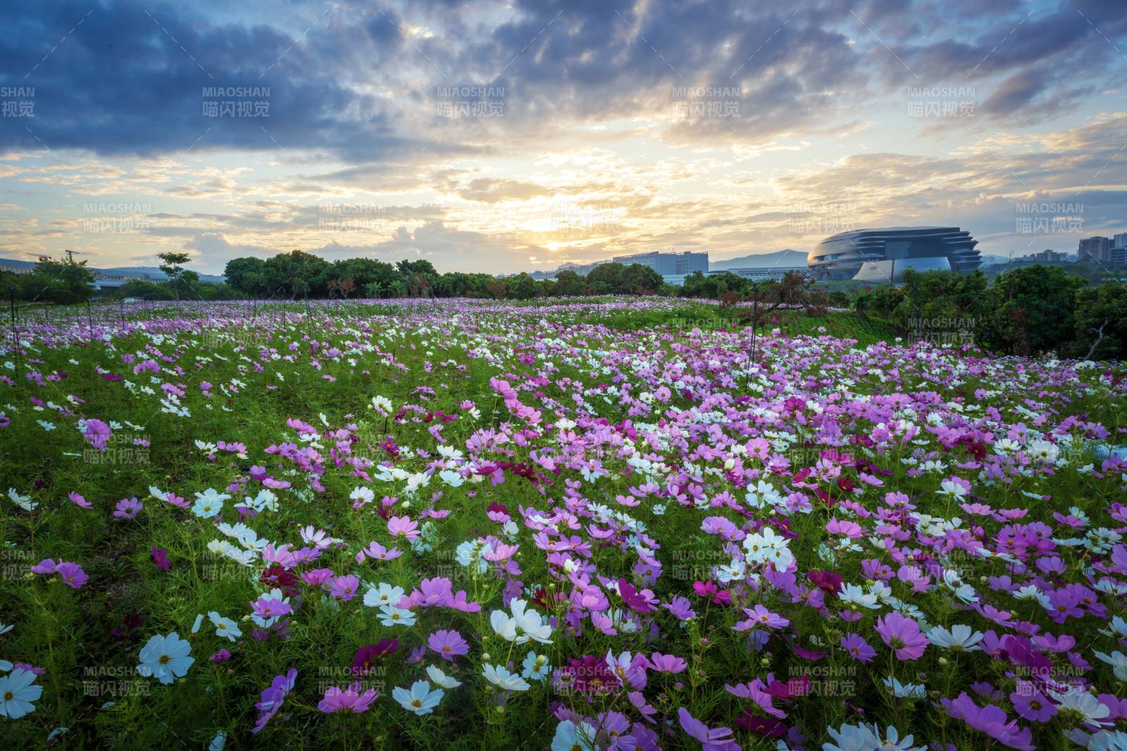 花海夕阳美景图片