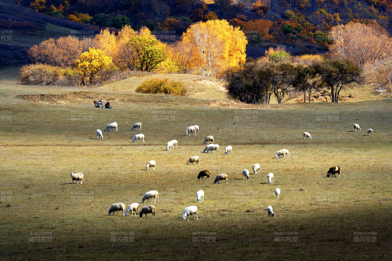 秋日牧场羊群图图片