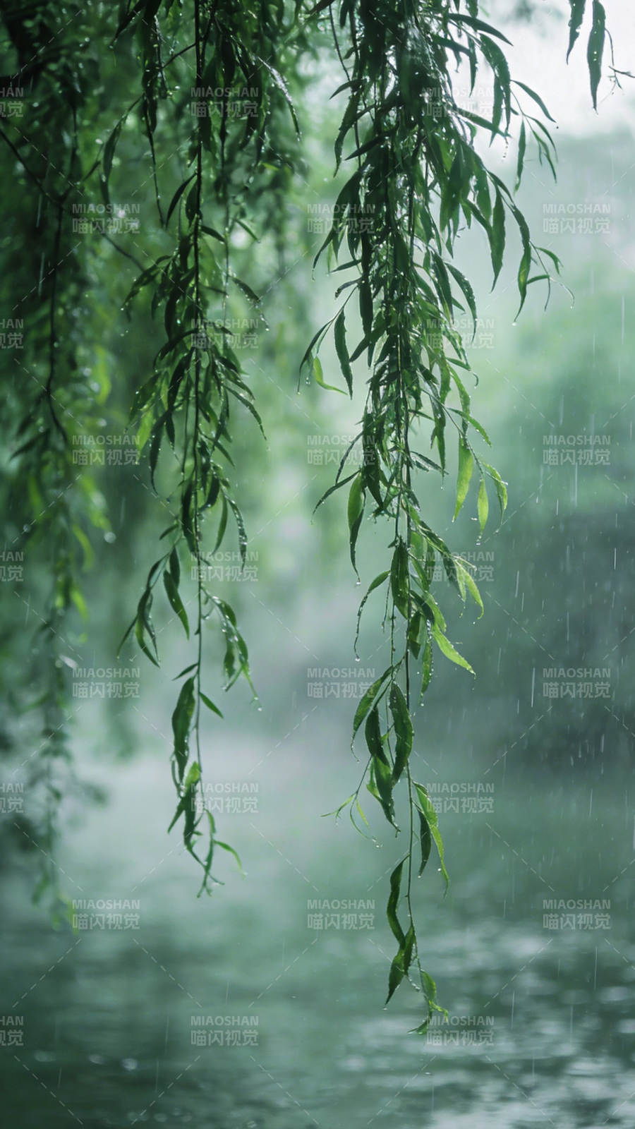 雨中垂柳图片