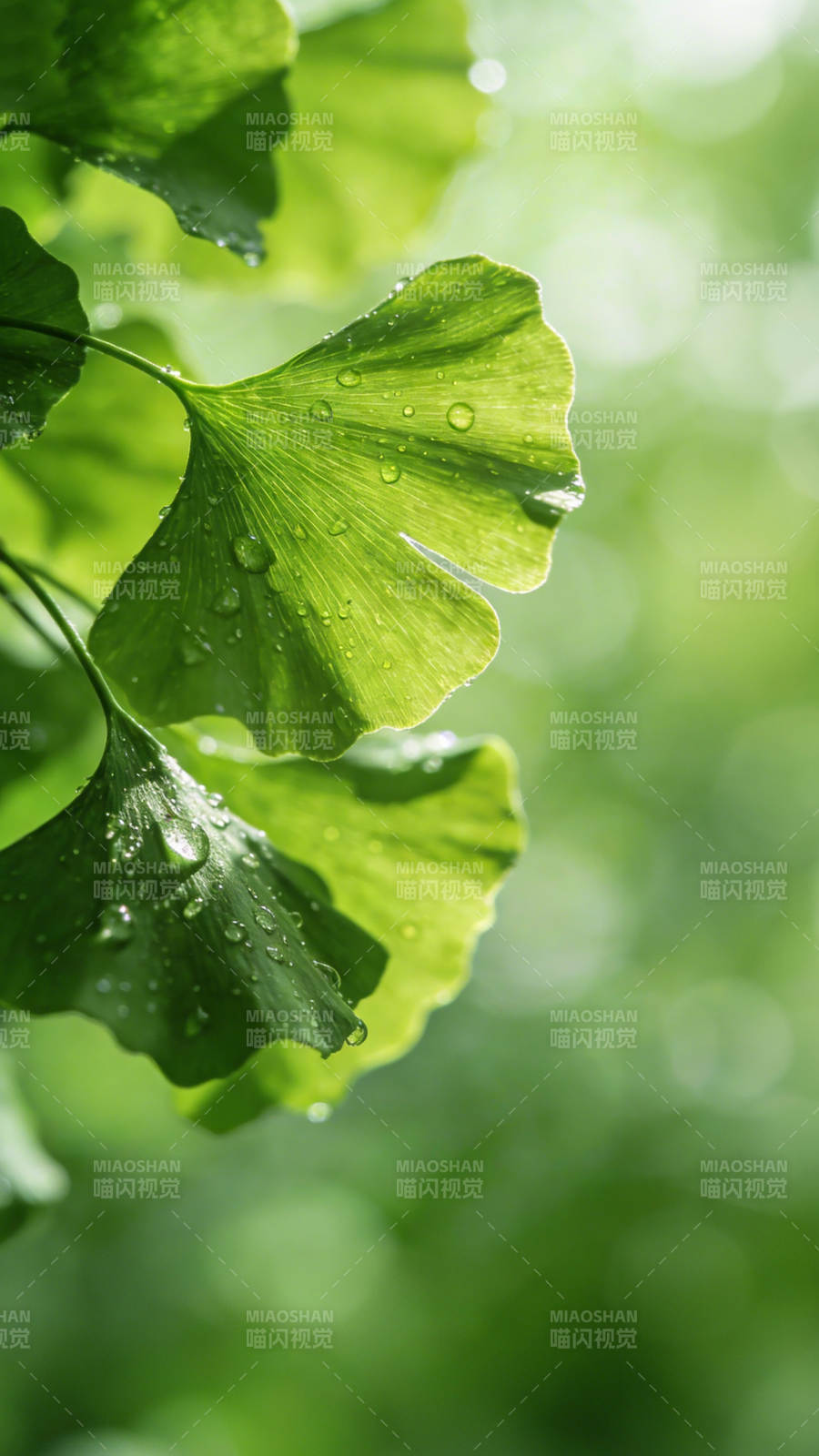 雨后银杏叶图片