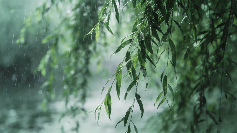 雨中垂柳图片