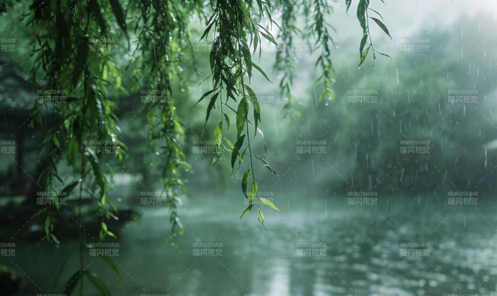 雨中垂柳静谧景图片