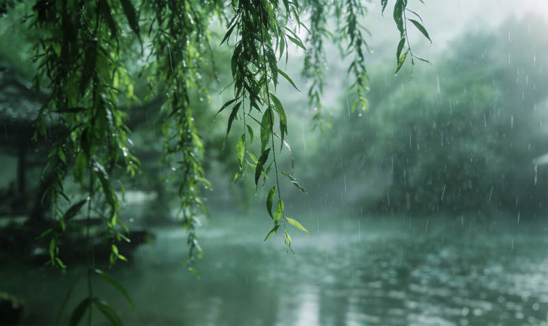 雨中垂柳静谧景图片