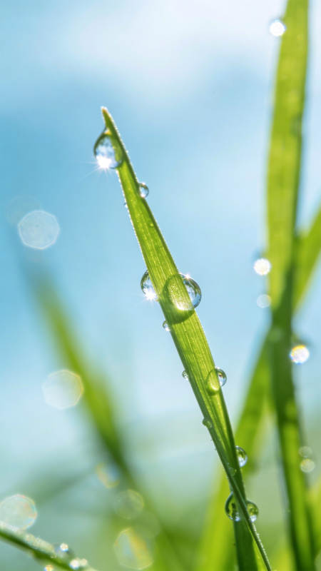 露珠草叶 晨光闪烁图片