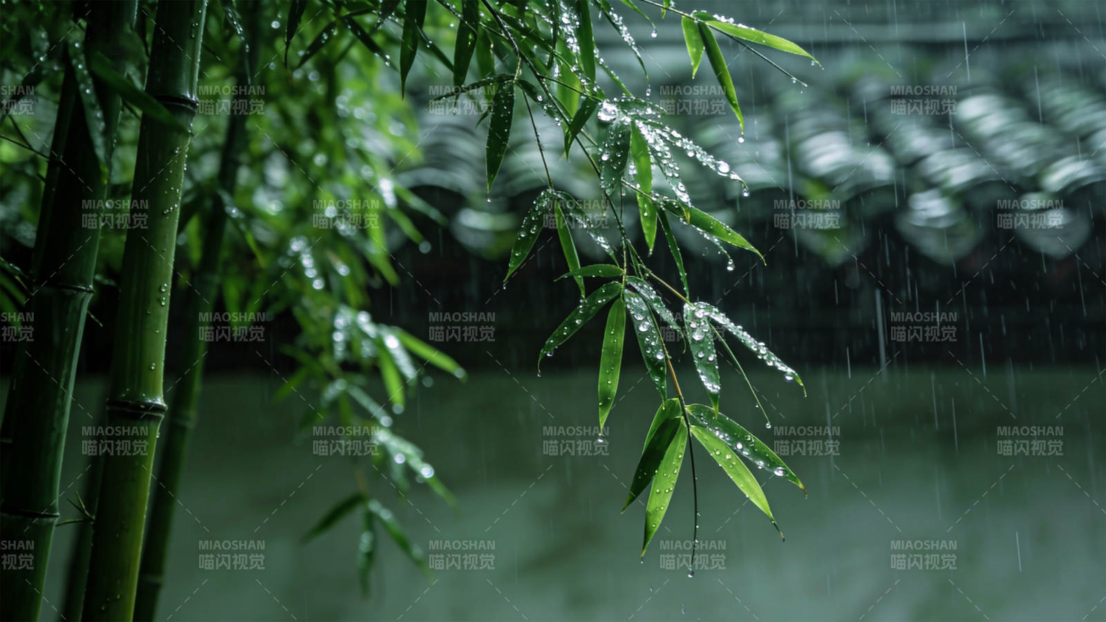 雨中竹影图片
