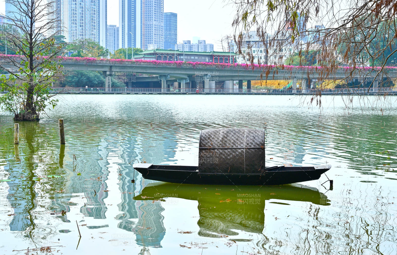 湖畔落羽杉与乌篷船景观图片