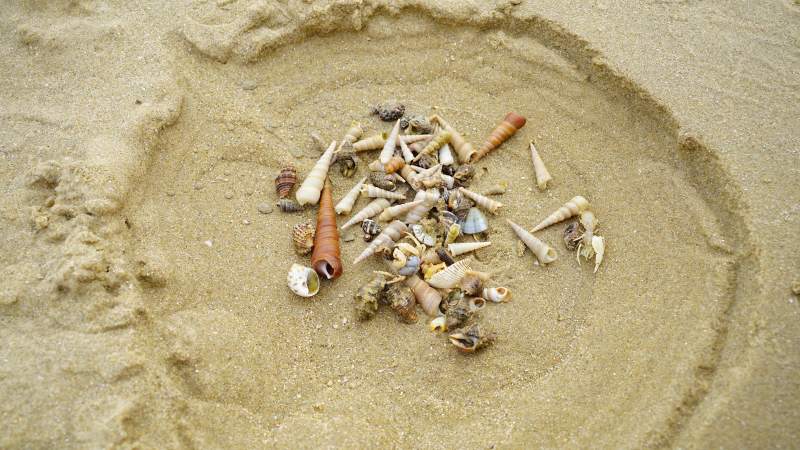 沙滩上的贝壳堆图片