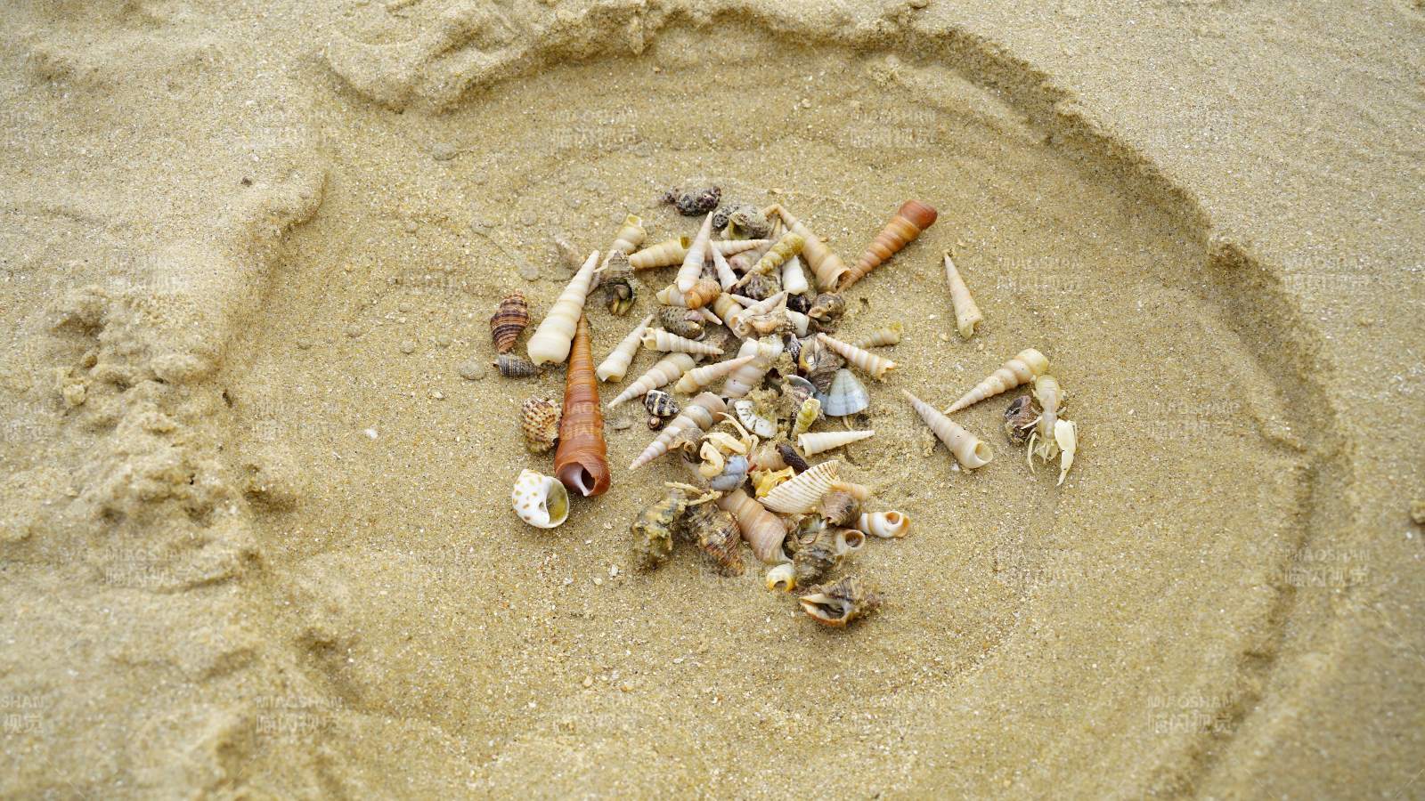 沙滩上的贝壳堆图片