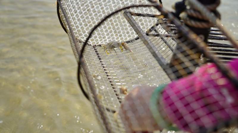 水边捕捞瞬间图片