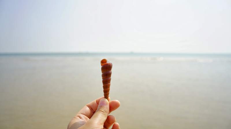 海边拾贝 手握螺壳图片