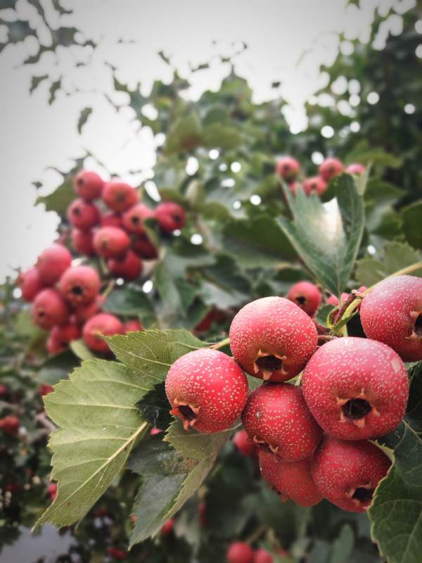 红果满枝头图片