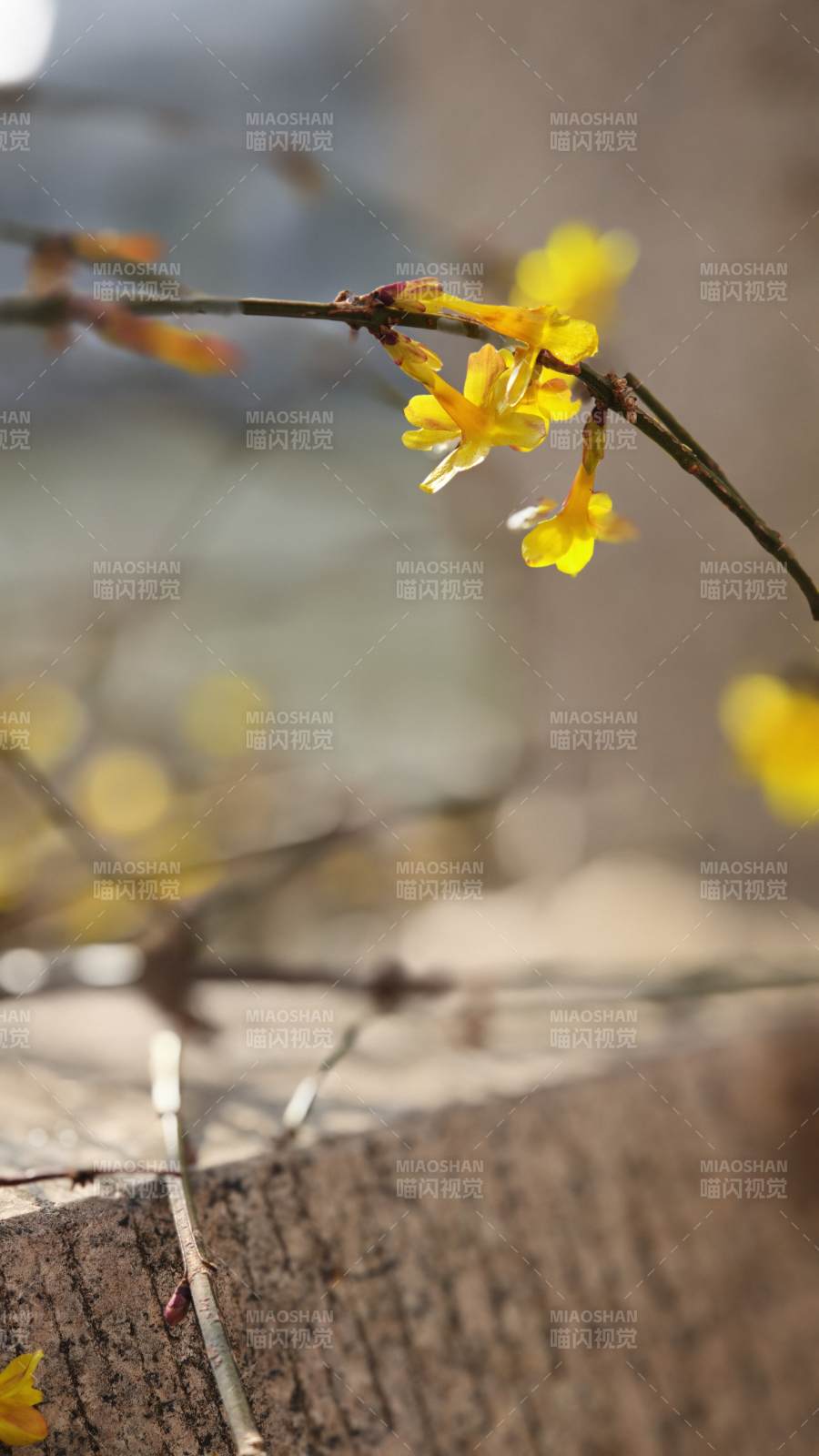 迎春花绽放枝头图片