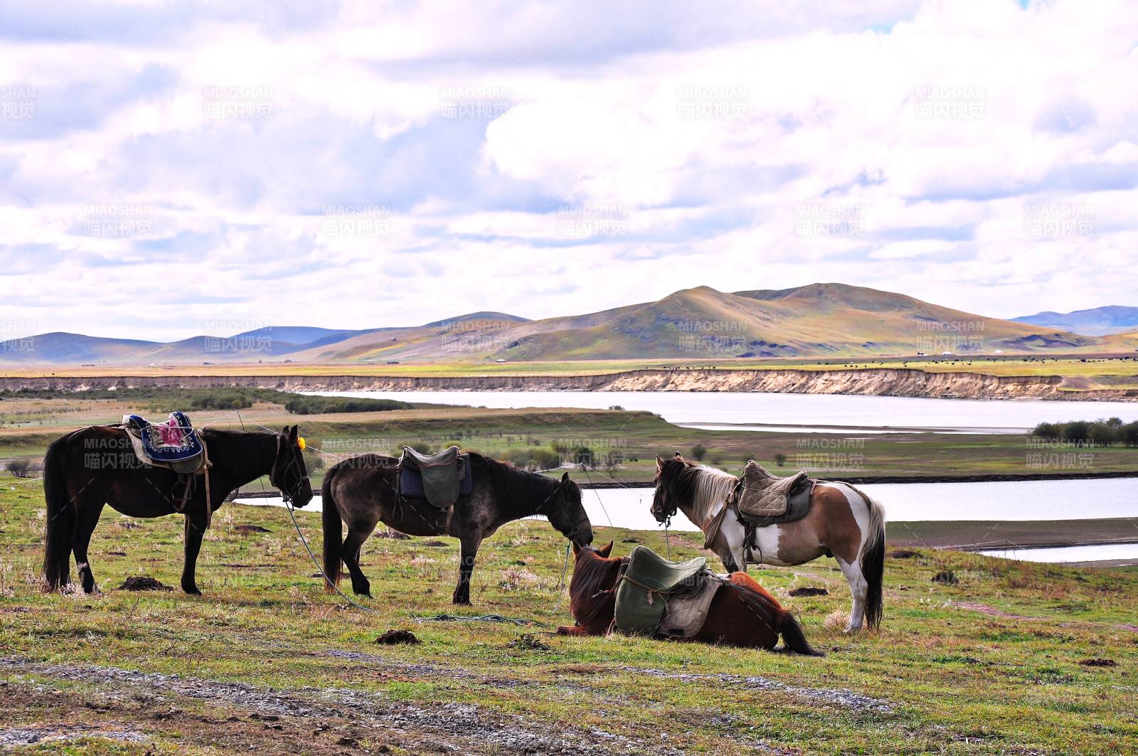 四川阿坝州黄河九曲第一湾景区草原与马图片