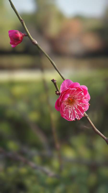 梅花绽放枝头图片