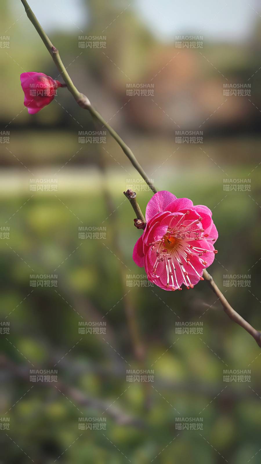 梅花绽放枝头图片