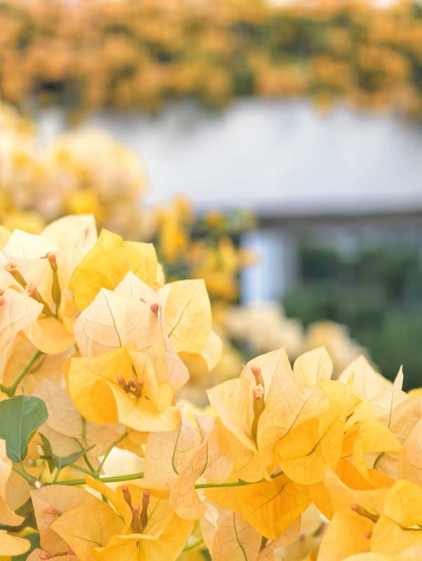 金黄三角梅绽放图片