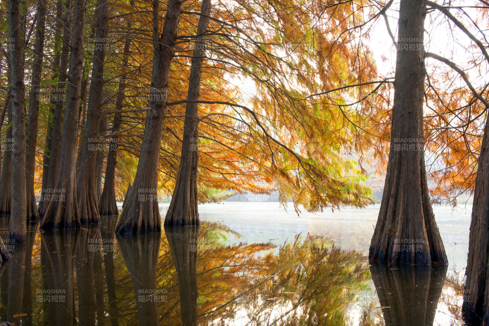 秋水杉影紫金山落羽杉图片