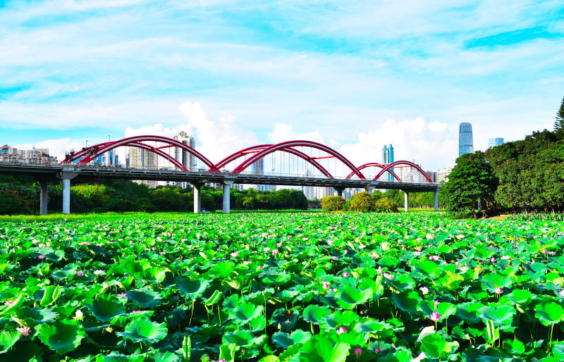 深圳城市绿洲彩虹桥下的荷塘图片