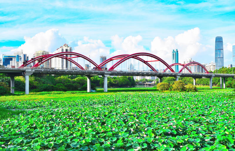 深圳城市绿洲彩虹桥下的荷塘图片