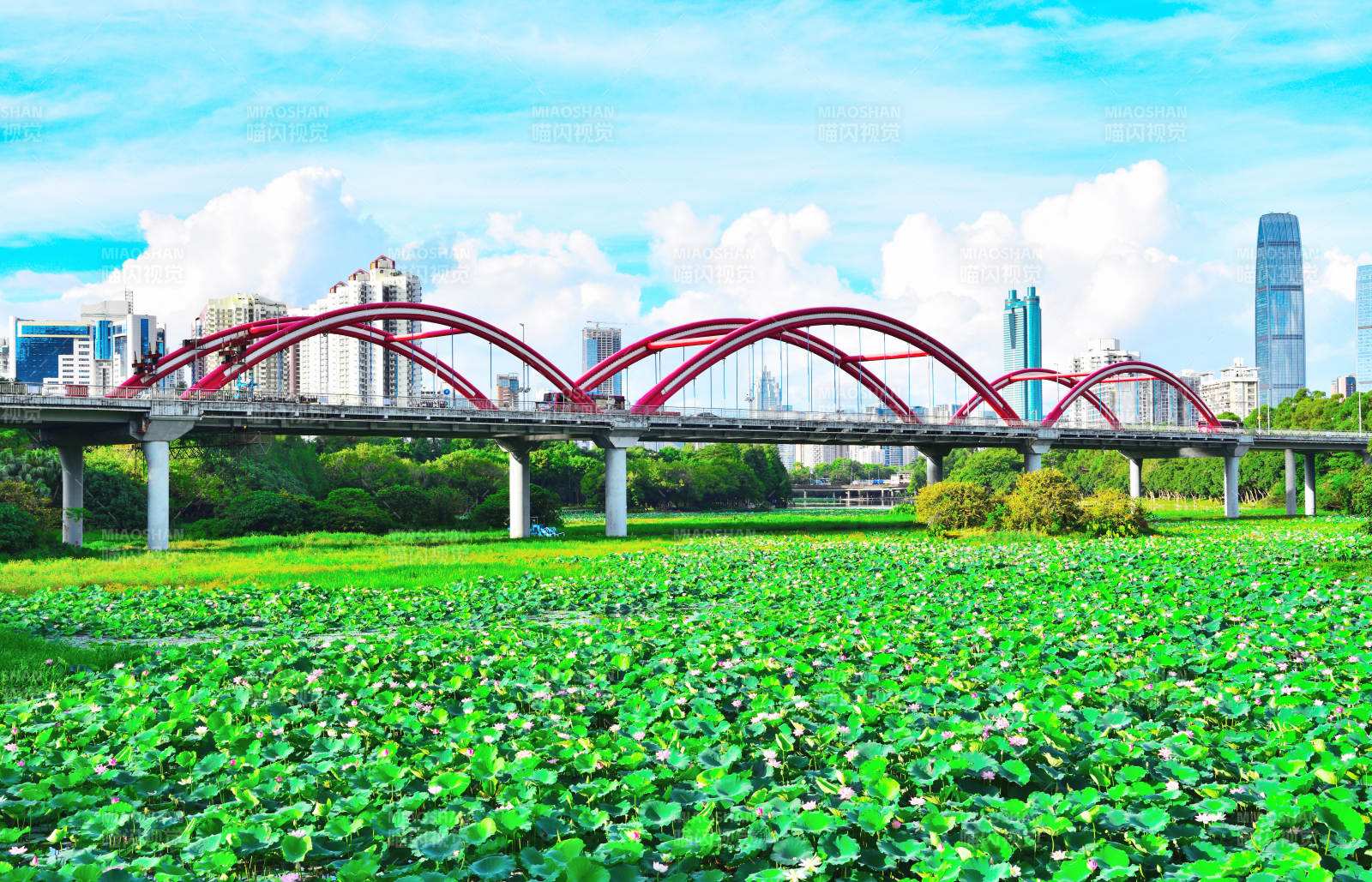 深圳城市绿洲彩虹桥下的荷塘图片