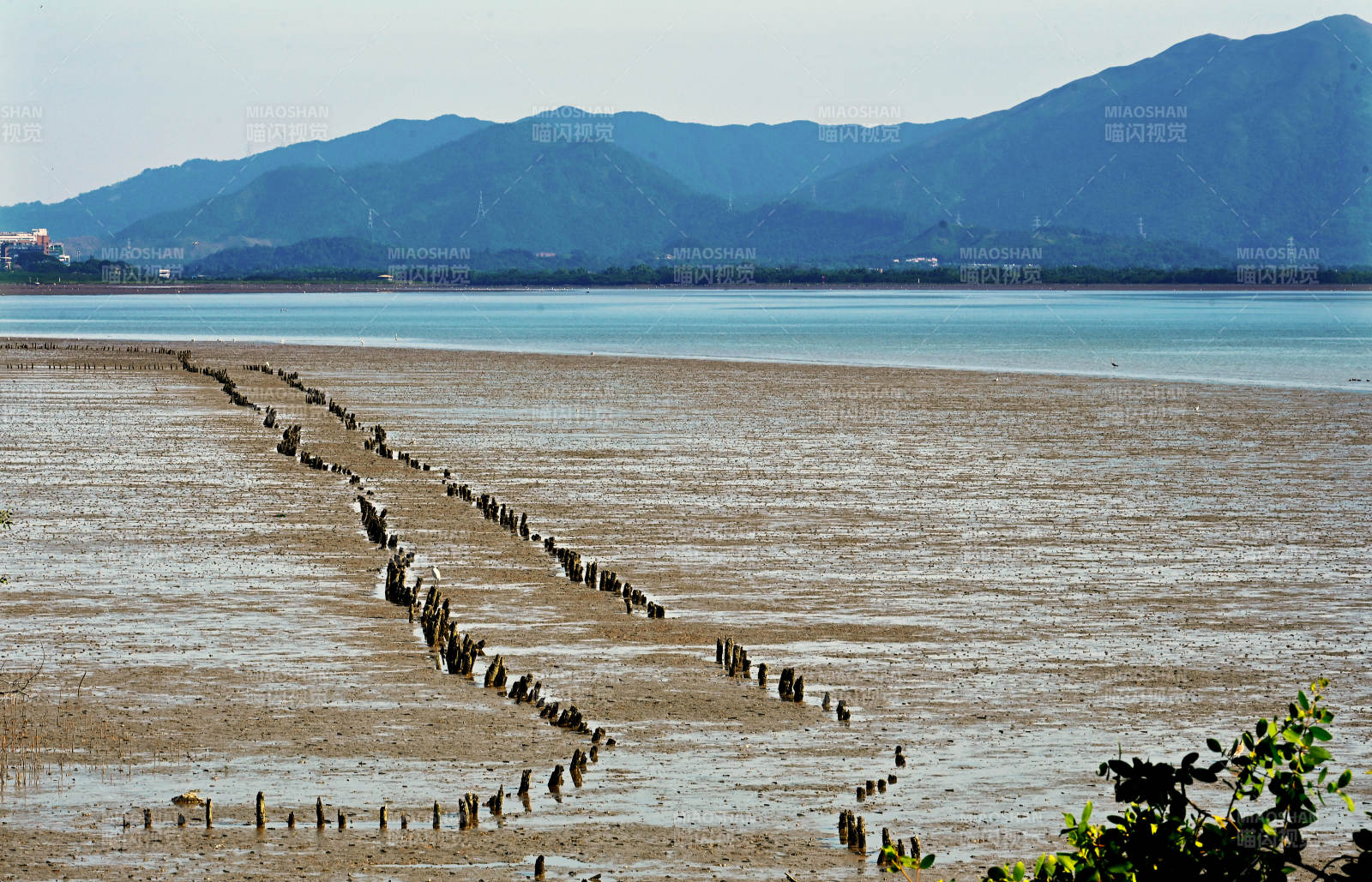 深圳湾退潮后滩涂上的木桩与远山景观图片