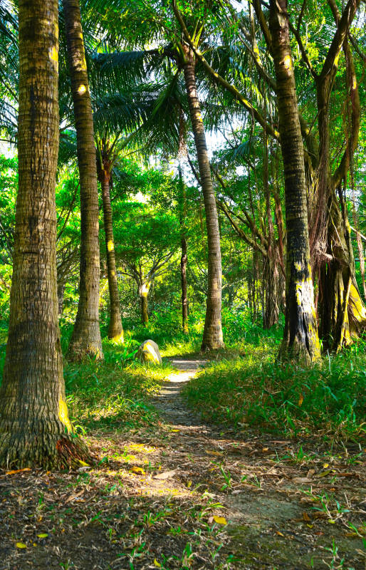 阳光洒落的丛林小径图片