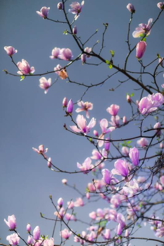 春日玉兰绽放图片