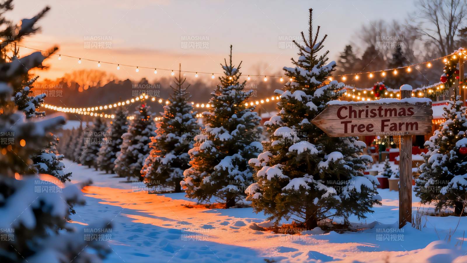 雪地圣诞树农场黄昏景色图片