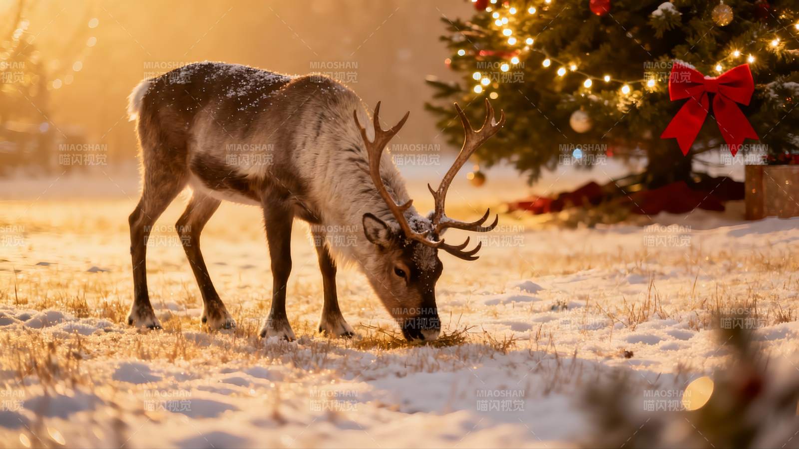 雪地驯鹿圣诞树旁觅食图片