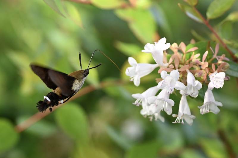 蜂鸟蛾采蜜花丛图片