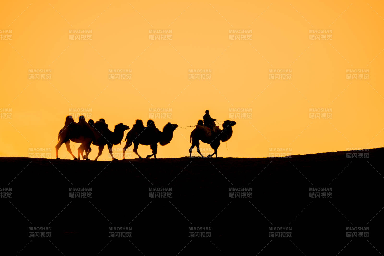 沙漠驼影夕阳下图片