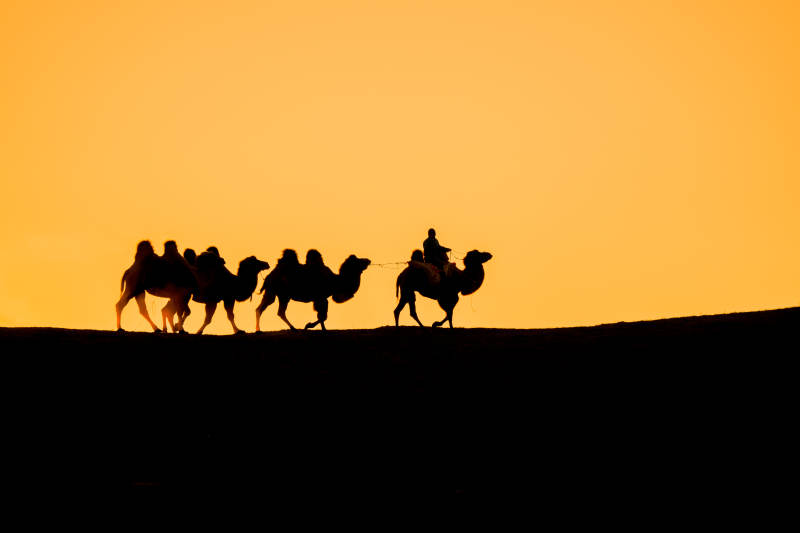沙漠驼影夕阳下图片