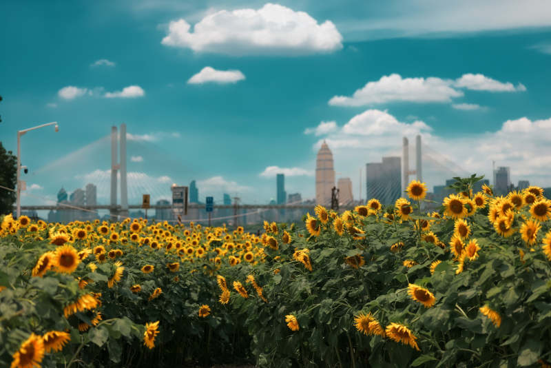 向日葵与城市天际线图片