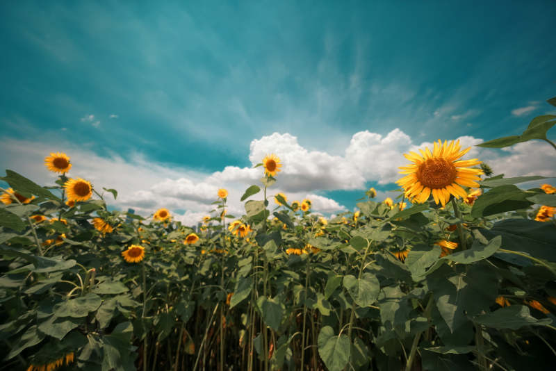 向日葵田与蓝天图片