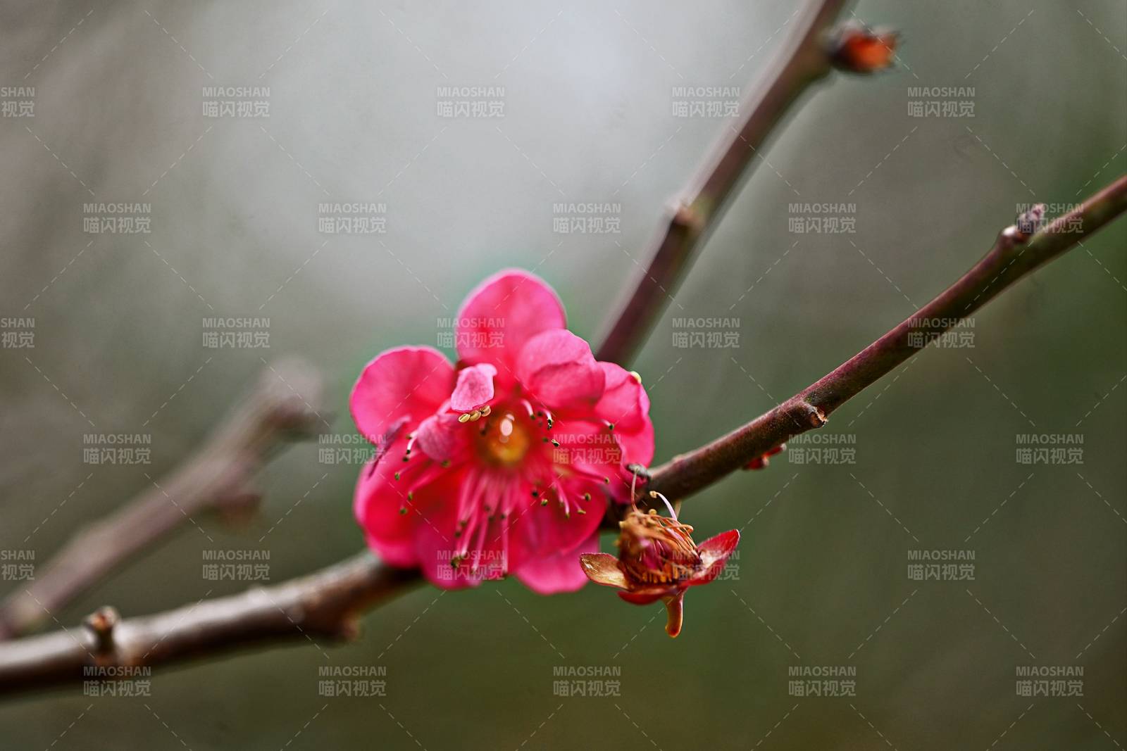 红梅绽放枝头图片