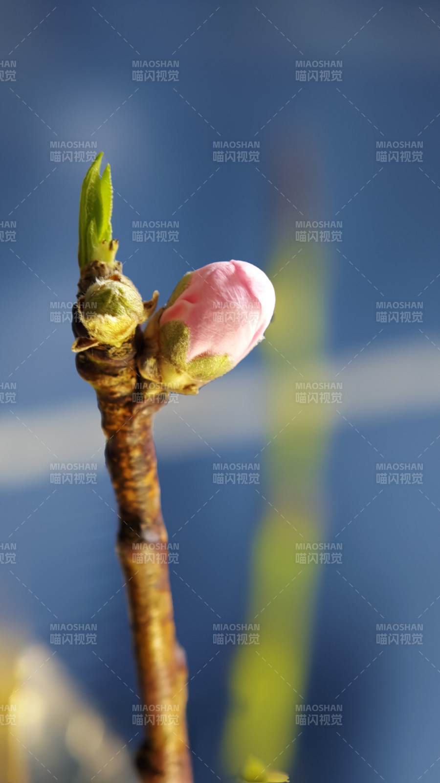 花苞初绽迎春光图片