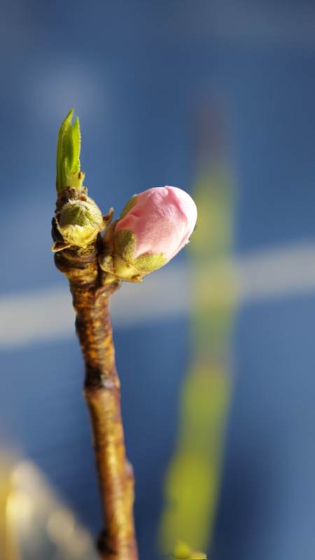 花苞初绽迎春光图片