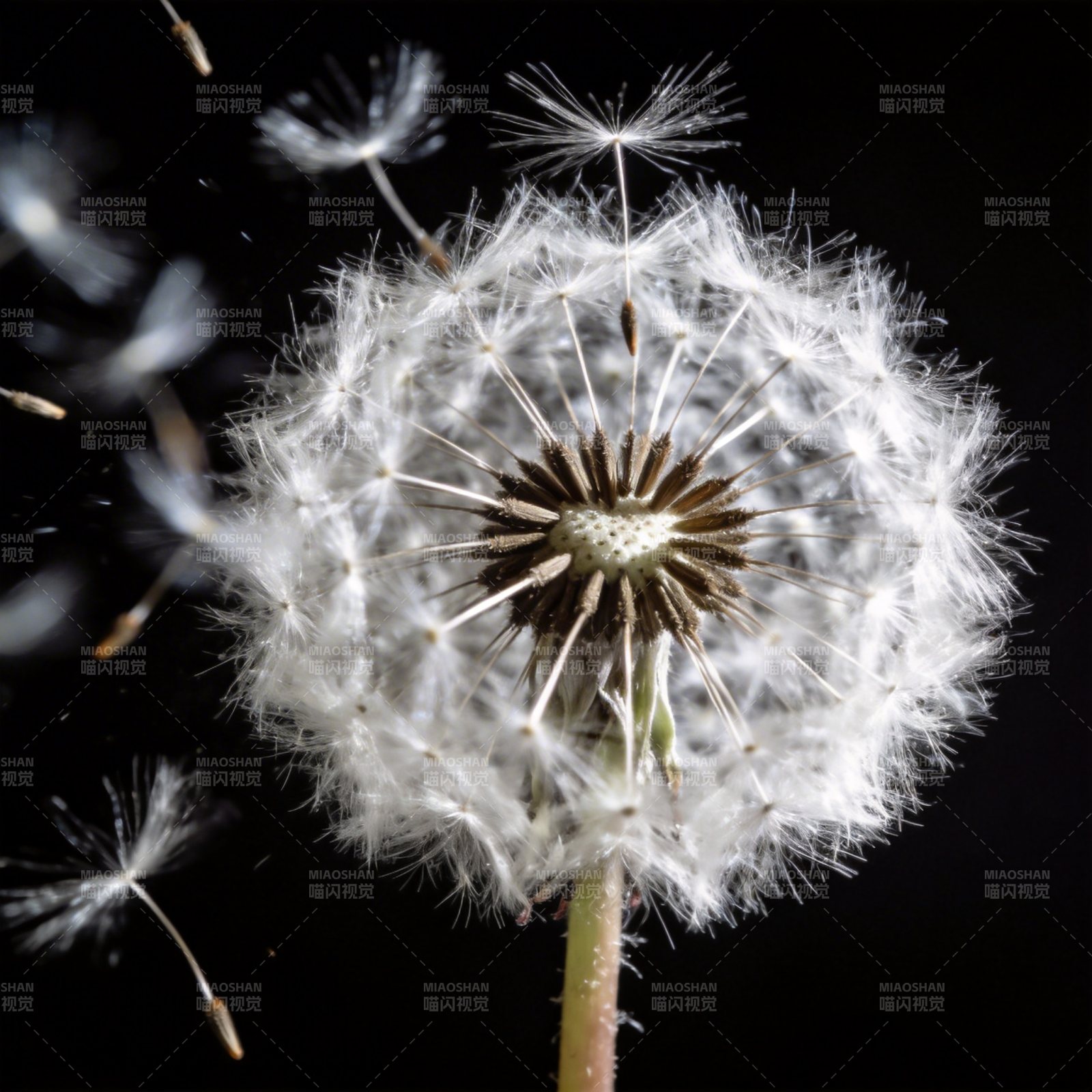 蒲公英飘散图片